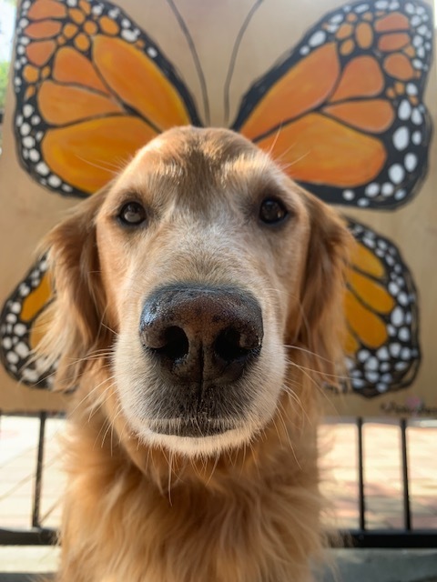 Butterfly  golden