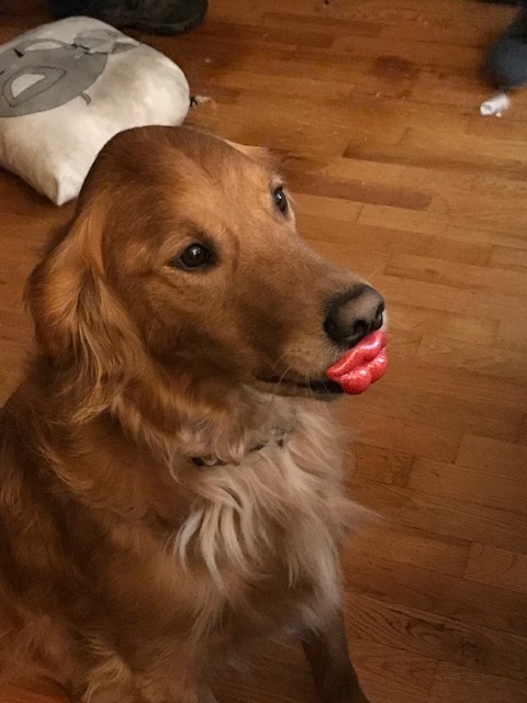Golden retriever with red lips